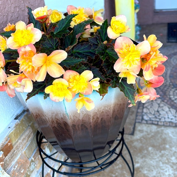 Meet your Posher, Dee - Picture 1 of 1